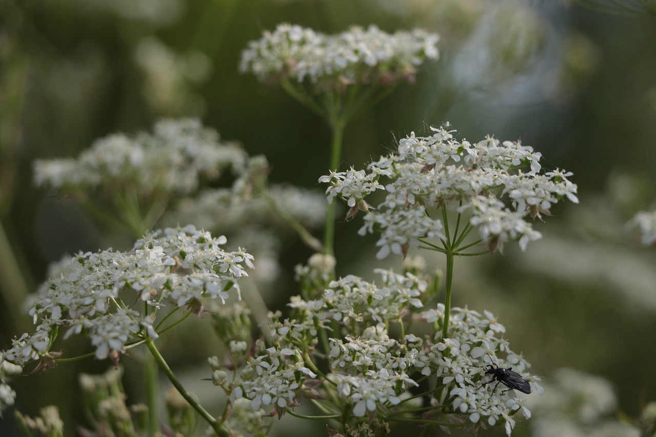 Tuinonderhoud in de maand mei