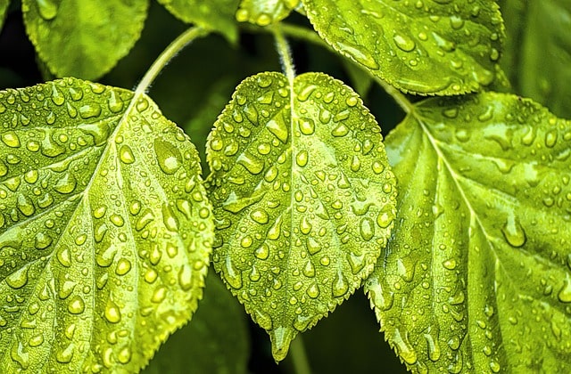 Overmatige regenval in de tuin